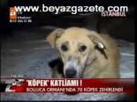 Köpek Katliamı!