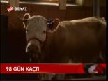 İnek 98 Gün Kaçabildi