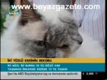 İki Yüzlü Kedinin Rekoru