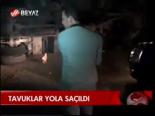 Tavuklar Yola Saçıldı