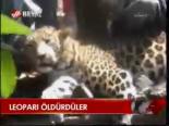 Leoparı Öldürdüler