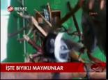 İşte Bıyıklı Maymunlar