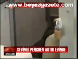Sevimli Penguen Artık Evinde