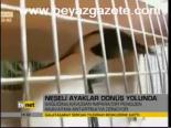 Neşeli Ayaklar Dönüş Yolunda