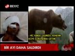 Bir Ayı Daha Saldırdı
