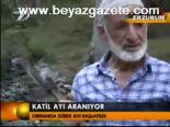 Katil Ayı Aranıyor