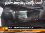 Dev Timsah Sergileniyor