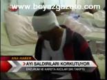 Ayı Saldırıları Korkutuyor