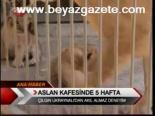 Aslan Kafesinde 5 Hafta
