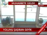 Yolunu Şaşıran Geyik
