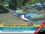 Dünyanın İlk Asker Arıları Keşfedildi