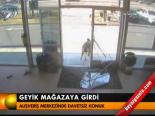 Geyik Mağazaya Girdi