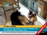 Uyanık Kediler