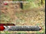 Kestanenin Zorlu Yolculuğu