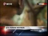 İşte Parmak Maymun