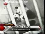 Pandaların Dünyası