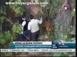 Köpek Uçuruma Düşünce