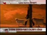 Lüks Köpek Dehşeti