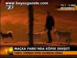 Maçka Parkı'nda Köpek Dehşeti