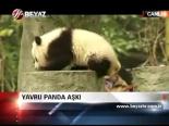 Yavru Panda Aşkı