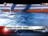 Balıkçı Ağlarına Takıldı