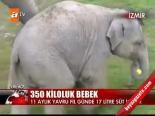 350 Kiloluk Bebek