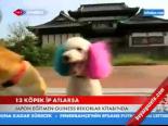 13 Köpek İp Atlarsa