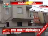 Evde Zehir Yetiştirmişler