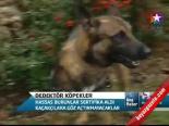 Dedektör Köpekler