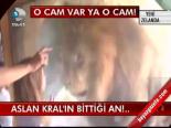 Aslan Kral'ın Bittiği An!...
