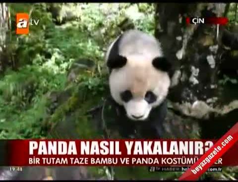 panda nasil yakalanir atv ana haber