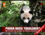panda - Panda nasıl yakalanır? Videosu