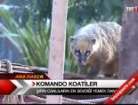 koati - Darıca'dan renkli görüntüler Videosu
