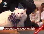 En güzel Ankara kedisi