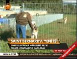 saint bernard - Saint Bernard'a Yeni İş Videosu
