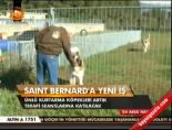 saint bernard - Saint Bernard'a Yeni İş Videosu