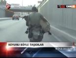Koyunu böyle taşıdılar online video izle