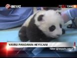 Yavru Pandanın Heyecanı