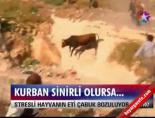 kurban pazari - Kurban sinirli olursa... Videosu