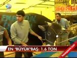 kurban pazari - En 'büyük'baş: 1,6 ton Videosu