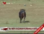 Bu defa kazanan kurbanlık boğa oldu online video izle