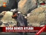 Boğa denize atladı