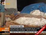 Harran'da sel
