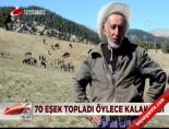 70 eşek topladı öylece kalakaldı online video izle