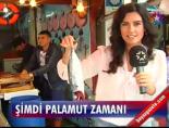 Şimdi palamut zamanı online video izle