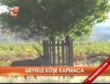 Geyikle köşe kapmaca