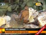 kuala lumpur - Kelebeklerin dansı Videosu