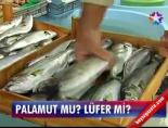 Palamut mu Lüfer mi