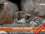 Kurnaz ile nankör