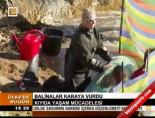 Balinalar Karaya Vurdu